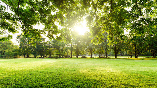 Lush green park on a sunny day